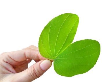 Bauhinia yaprak
