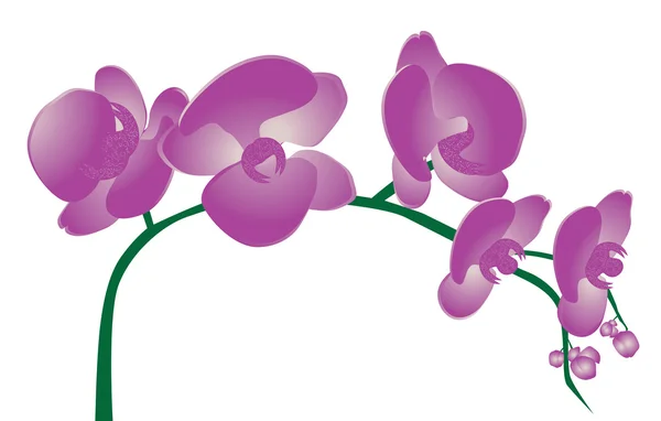 Flores de orquídea — Vector de stock