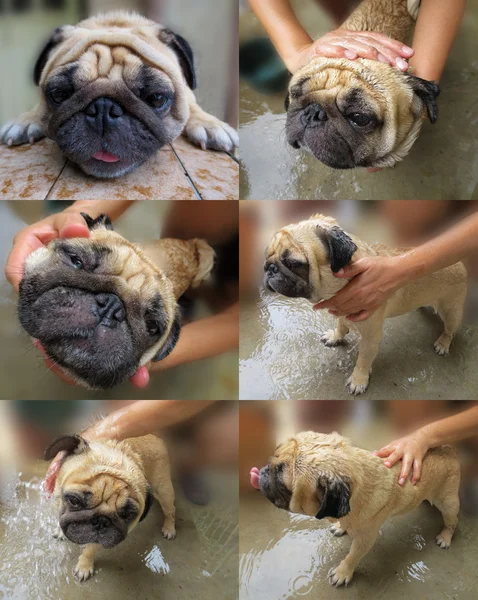 Собака принимает ванну — стоковое фото