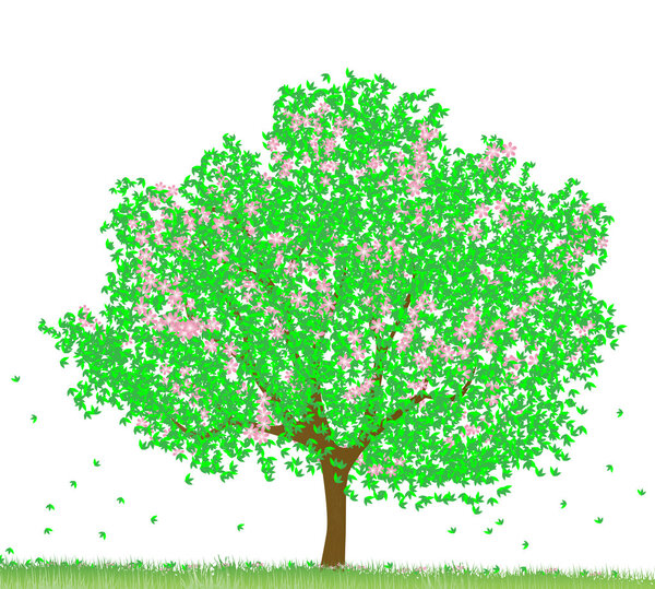 Green Tree isolated on white