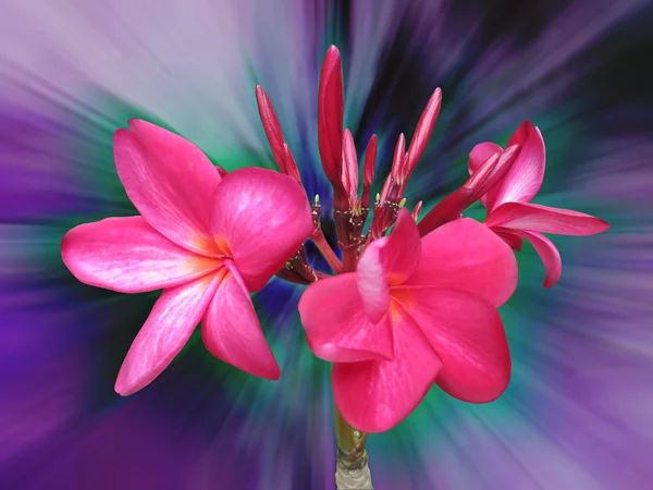 Plumeria όμορφο λουλούδι — Φωτογραφία Αρχείου