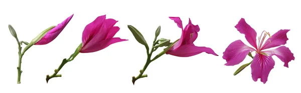 Bauhinia çiçek aşamaları