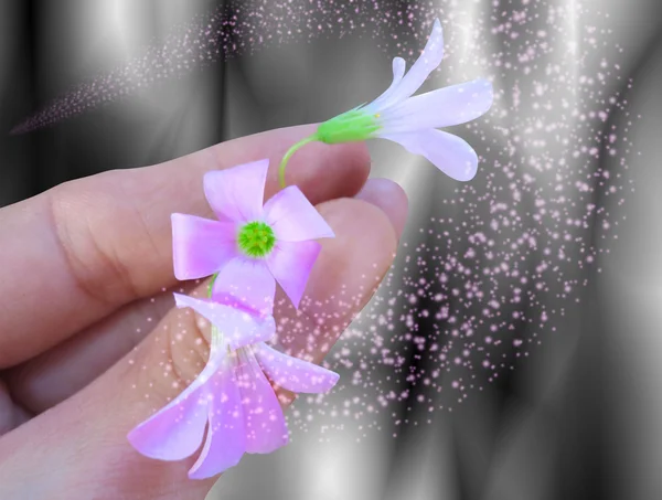 Oxalis triangularis blommor i handen — Stockfoto