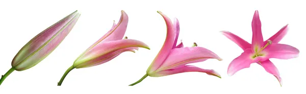 Этапы цветения лилии — стоковое фото
