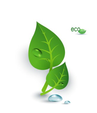 yeşil yaprakları, çiy damlaları