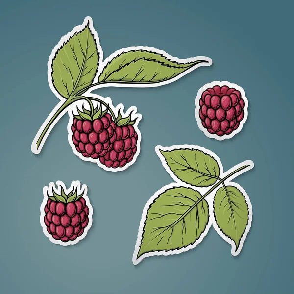 Raspberry Raspberry Vector Set Flat Design — Image vectorielle