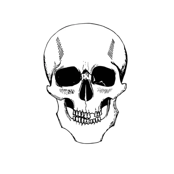 Detailní Ručně Kreslený Obrázek Lebky Grunge Ošlehaný Ilustrace Skull Vector — Stockový vektor
