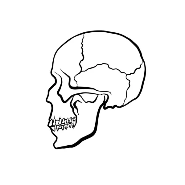 人間の頭蓋骨のプロフィールのベクターイラスト — ストックベクタ