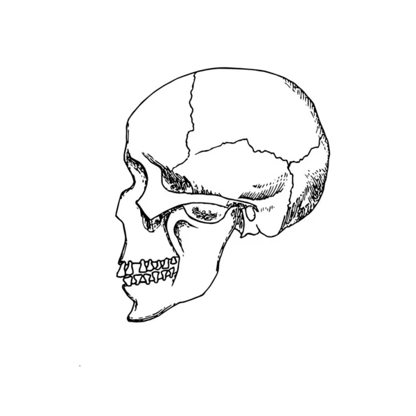 Ilustração Vetorial Perfil Crânio Humano — Vetor de Stock