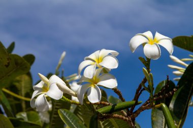 Frangipani, beyaz çiçek mavi gökyüzü arka plan üzerinde