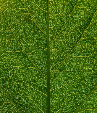 Green leaf texture. Natutal background. Leaf vein pattern. Close up.