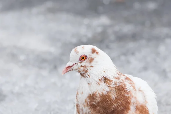 Close up of motley pigeon on snow backgroung with selective focus. — Stock fotografie