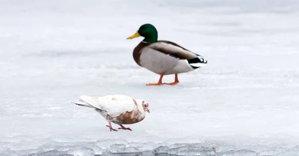 Motley pigeon or white dove with red stain looking for meal on the snow. Duck male on blurred backgroung. — стоковое фото