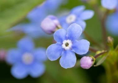 Mavi çiçeklerin yakın plan Beni unutun Bulanık arka planda.