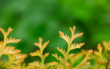 Yeşil bulanık arkaplanda eşkıyanın sarı dalları.