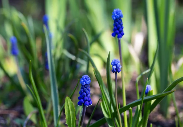 Kék tavaszi virágok szőlő jácint vagy Muscari botrányos homályos alapon szelektív fókusz. — Stock Fotó