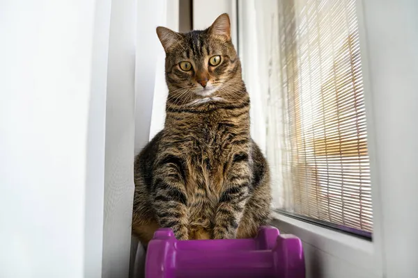 Katten Sitter Vid Fönstret Bredvid Lila Hantlar Solig Dag — Stockfoto