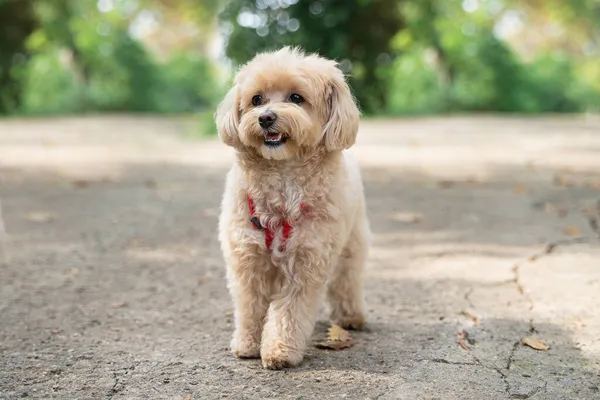 Little Maltipoo Puppies Walks Park — Stock Photo, Image