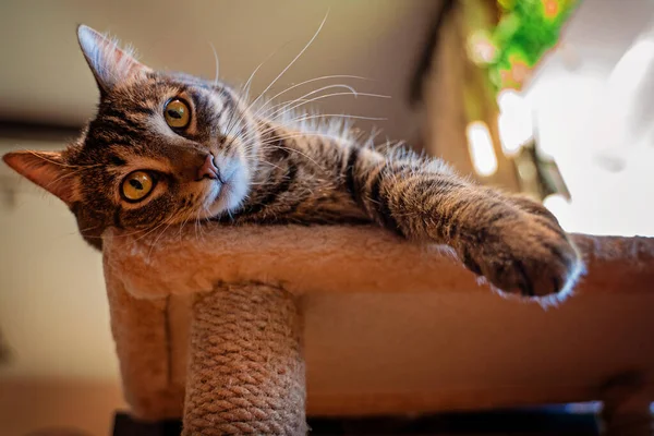 Söt liten stenografiingefära kattunge liggande på soffan — Stockfoto