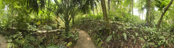 马来西亚的热带花园 图库图片