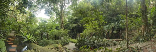 トロピカル ガーデン、マレーシア — ストック写真