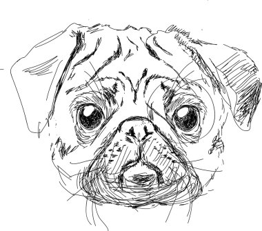 pug köpek baş izole illüstrasyon vektör