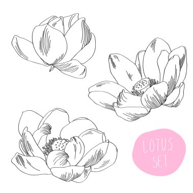 çiçek lotus vektör ayarla