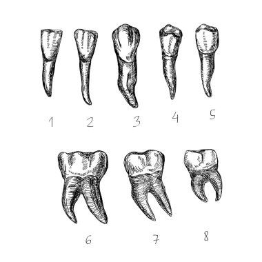 vektör izole Diş seti