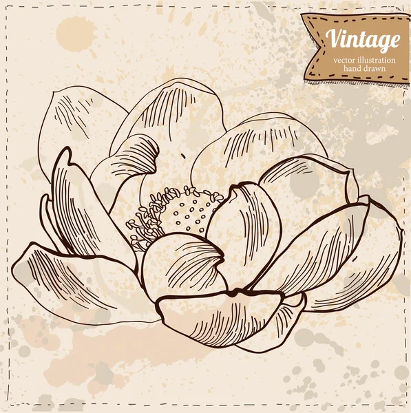 Flor vectorial de loto aislado — Archivo Imágenes Vectoriales