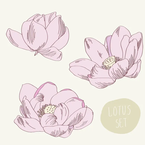 Illustration de lotus de fleur en vecteur — Image vectorielle