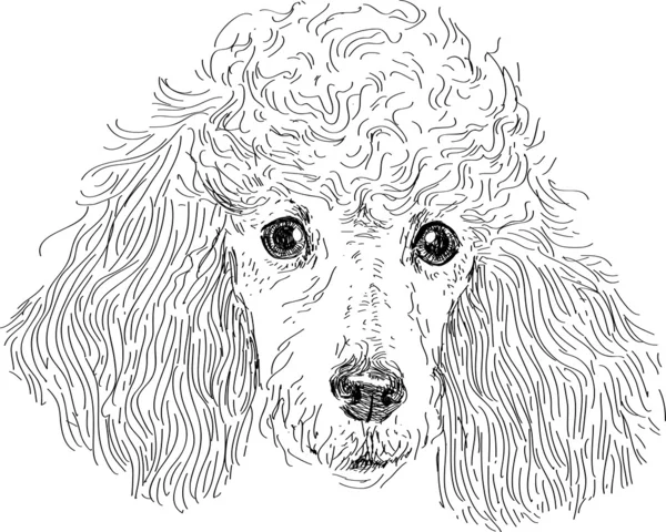 Cabeza de caniche aislada en vector — Vector de stock