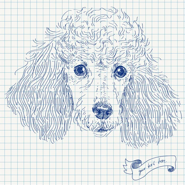 Tête de caniche en vecteur, illustration esquissée, chien mignon réaliste avec étiquette — Image vectorielle