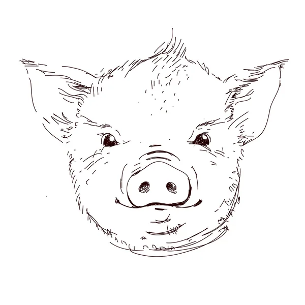 Ilustración vectorial de cabeza de cerdo aislada — Vector de stock
