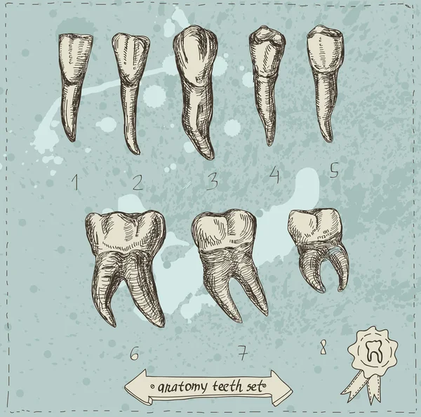 Ilustração vetorial de anatomia dentes set mão desenhar isolado, arte dentária — Vetor de Stock