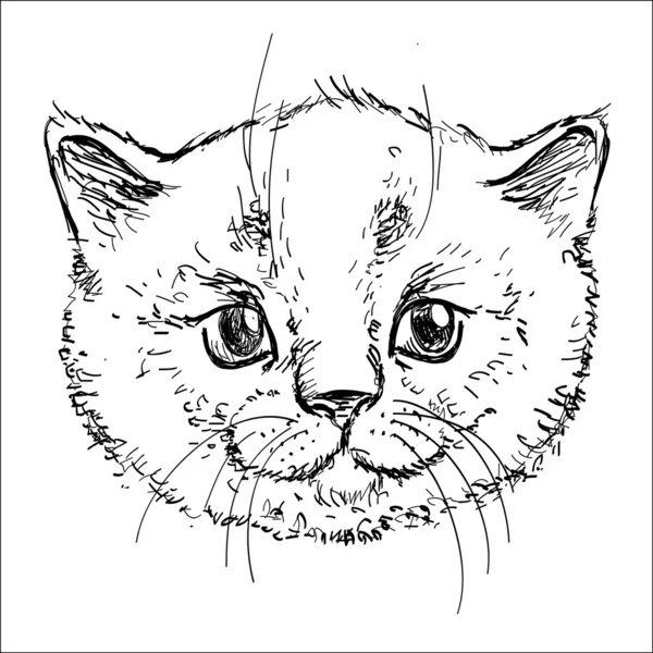 Kitty en vector sobre fondo blanco — Vector de stock