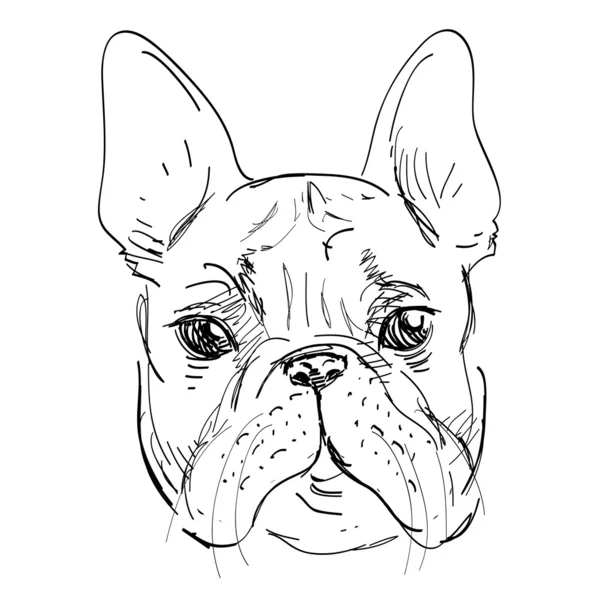 Bulldog in vettore su sfondo bianco, cane disegnato a mano, illustrazione piuttosto abbozzata isolata — Vettoriale Stock