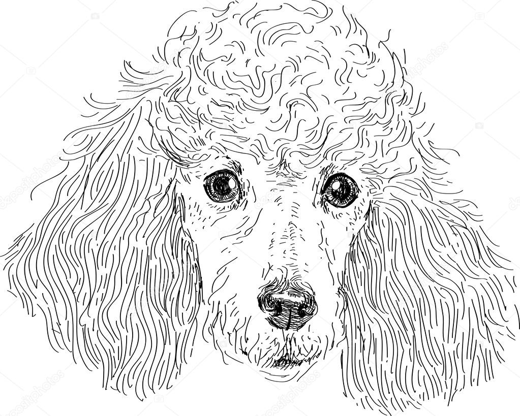 Poodle head isolated in vector