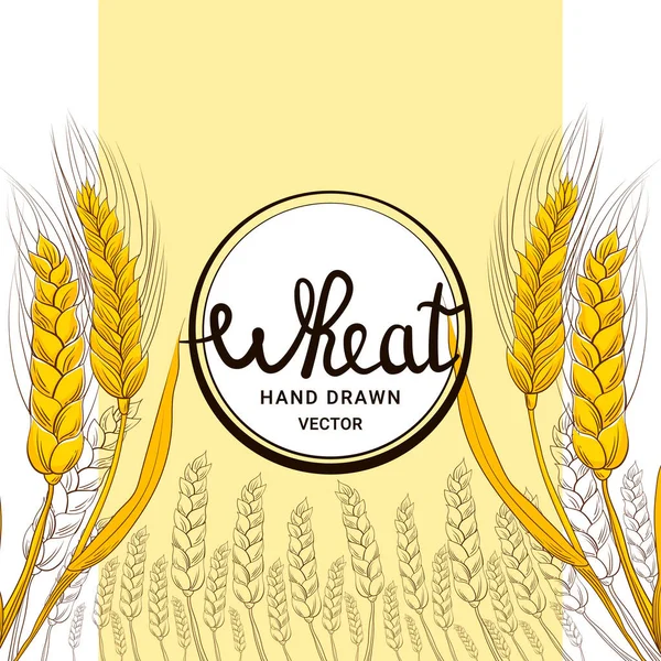 手绘风格的小麦收获 带有白背景 谷物收获 食品横幅的面包店或面粉包装设计字母 — 图库矢量图片