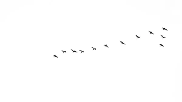 Silhouettes of birds flying in the sky. Many birds flying on sky isolated on white background