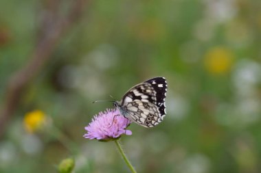 Melanargia Galaksisi, Mermer Beyaz Kelebek.