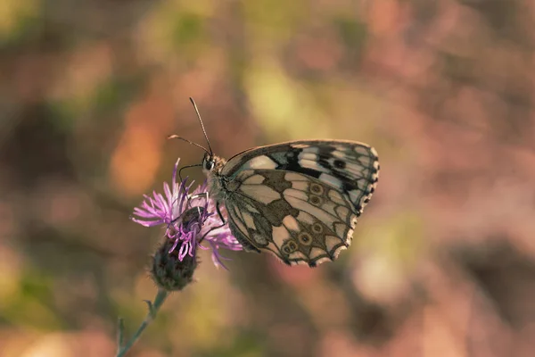 Melanargia galathea, Marmóreo Borboleta branca em flor. — Fotografia de Stock