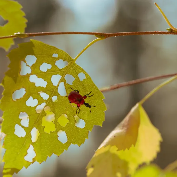 Комахи Харчуються Листям Жуком Отворами Осінньому Листі — стокове фото