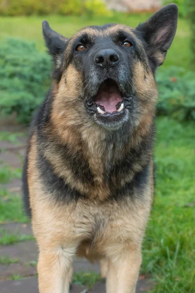 German Shepherd stands with open mouth and tells — Stock Photo, Image