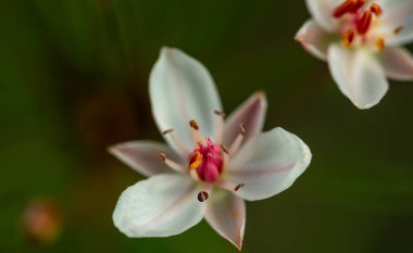 Butomus, su kaynaklarının kıyılarında yetişen şemsiye şeklinde bir çiçek bitkisidir.