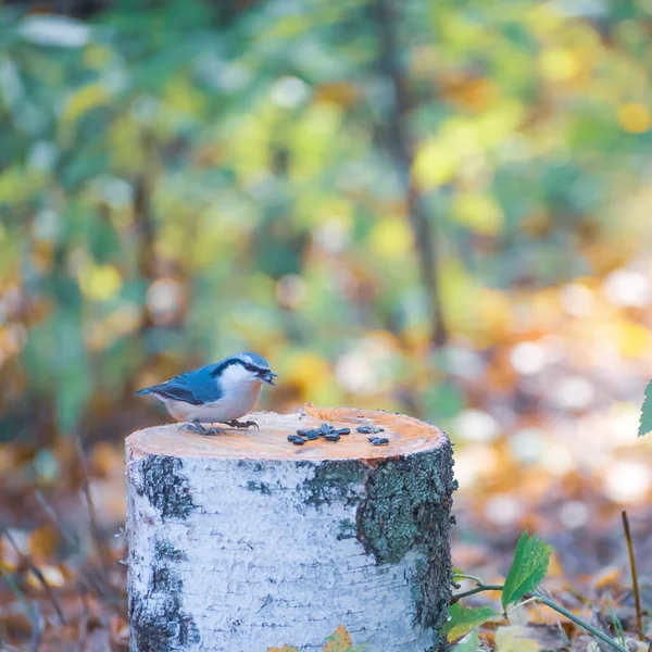 Kuş tımarhanesi sonbahar ormanında bir huş ağacının üzerinde oturur. — Stok fotoğraf