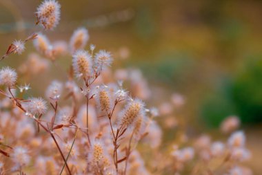Çiçek arkaplan - küçük kuru çiçekler, üst manzara