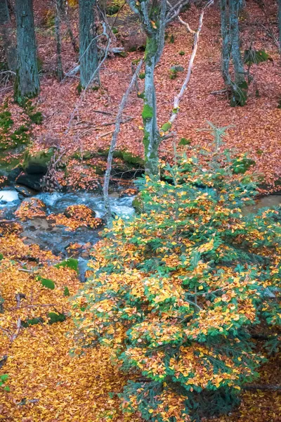 Bosque otoñal - el arroyo fluye entre los hayas — Foto de Stock