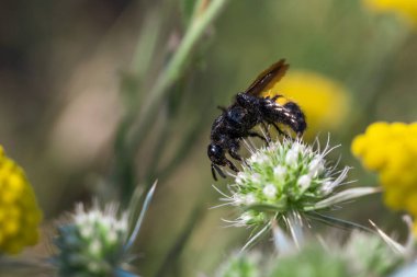 Scolia hirta Hymenoptera, Scoliidae sarı bir çiçekte oturuyor.