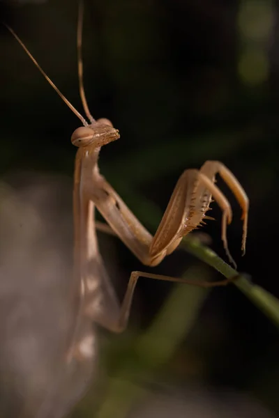 Macro shot of a praying mantis sitting on a flower stem — Stock Photo, Image