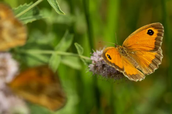 De poortwachter vlinder zit op een bloem met wijd uitgespreide vleugels. — Stockfoto